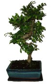 Zelkova 194 - pokojové bonsaje 