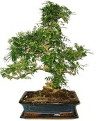 Caragona spinosa - čínský pepř 683 - bonsai
