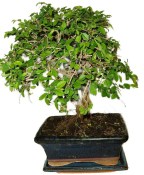 Zelkova 137kwe - pokojové bonsaje 