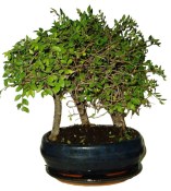 Zelkova 069 - stromořadí - pokojová bonsaj 
