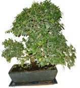 Pokojová bonsai - Sagerethia thea 393