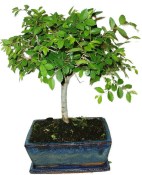 Zelkova 137kwe - pokojové bonsaje 