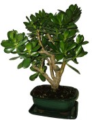 Tlustice - Crasula 532kk