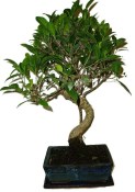 Ficus retusa - fíkovník - bonsai 1136
