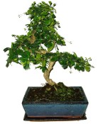 Pokojová bonsaj Carmona microphylla - čaj fuki 720