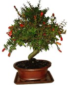 Punica granatum - granátové jablíčko 101
