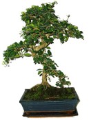 Pokojová bonsaj Carmona microphylla - čaj fuki 720