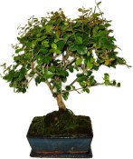 Pokojová bonsai - Sagerethia thea 1044