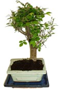 Zelkova 178 - pokojové bonsaje 