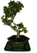 Malphigia - Barbadosská třešeň - Acerola 278