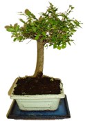 Zelkova 178 - pokojové bonsaje 