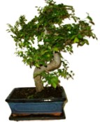 Zelkova 137kwe - pokojové bonsaje 