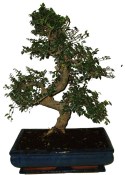 Zelkova 131 - pokojové bonsaje 
