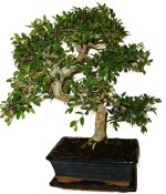 Zelkova 137kwe - pokojové bonsaje 