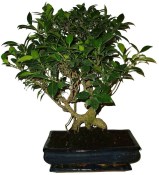Ficus retusa - fíkovník - bonsai 978