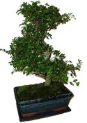 Zelkova 137kwe - pokojové bonsaje 