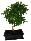 Caragona spinosa - čínský pepř 084 - bonsai