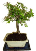 Zelkova 178 - pokojové bonsaje 