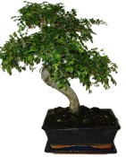 Zelkova 137kwe - pokojové bonsaje 