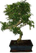 Caragona spinosa - čínský pepř 084 - bonsai