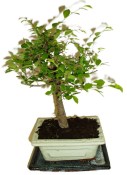 Zelkova 178 - pokojové bonsaje 