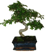 Zelkova 137kwe - pokojové bonsaje 