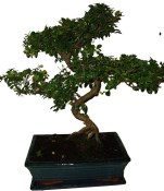 Pokojová bonsai - Sagerethia thea 111
