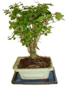 Ligustrum chinensis ptačí zob 816