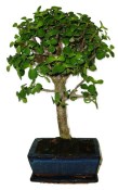 Tlustice - Portulacaria Afra 132kwe