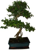 Pokojová bonsai - Sagerethia thea 111
