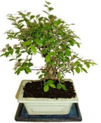 Zelkova 178 - pokojové bonsaje 