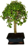 Tlustice - Portulacaria Afra 132kwe