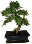 Zelkova 131 - pokojové bonsaje 