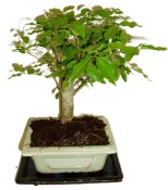 Ligustrum chinensis ptačí zob 816