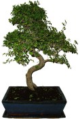 Zelkova 131 - pokojové bonsaje 