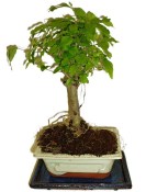 Ligustrum chinensis ptačí zob 816