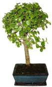 Tlustice - Portulacaria Afra 132kwe