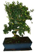 Pokojová bonsaj Carmona microphylla - čaj fuki 990
