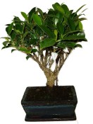 Ficus retusa - fíkovník - bonsai 1136