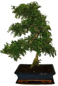 Caragona spinosa - čínský pepř 084 - bonsai