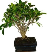 Ficus retusa - fíkovník - bonsai 1136