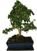 Pokojová bonsaj Carmona microphylla - čaj fuki 990
