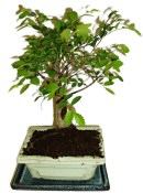 Zelkova 178 - pokojové bonsaje 