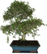 Zelkova 112kwe - pokojové bonsaje 