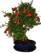 Punica granatum - granátové jablíčko 101