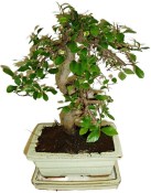 Zelkova 178 - pokojové bonsaje 