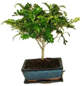 Caragona spinosa - čínský pepř 116kwe - bonsai