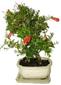 Punica granatum - granátové jablíčko 101