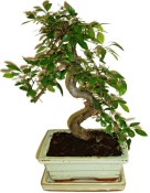Zelkova 178 - pokojové bonsaje 