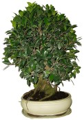 Ficus retusa - fíkovník - bonsai 978